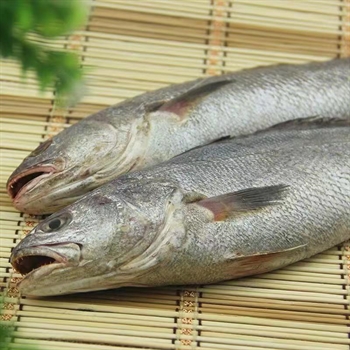 鮸鱼0.8（新鲜）,金麦田提供,放心购买