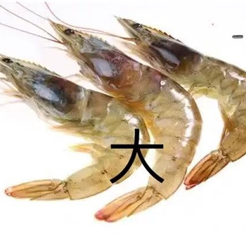 大对虾（活）,金麦田提供,放心购买
