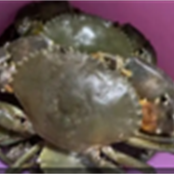 猷蠓0.35(好),金麦田提供,放心购买