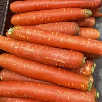 玫瑰胡萝卜,金麦田提供,放心购买