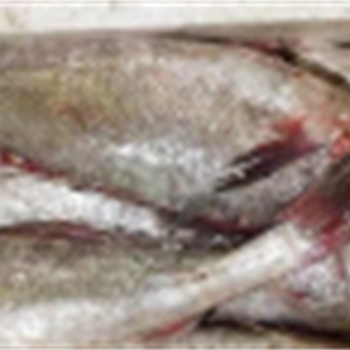 鮸鱼1.2,金麦田提供,放心购买