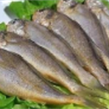 梅鱼0.12（冰冻）,金麦田提供,放心购买