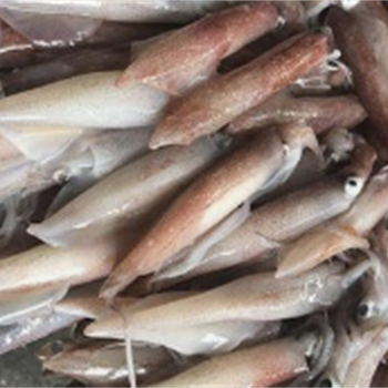 鲜鱿鱼（小）,金麦田提供,放心购买